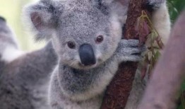 娱乐吃瓜酱考拉,揭秘娱乐圈那些不为人知的幕后故事