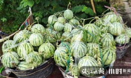 柳州吃瓜事件网红是谁,揭秘网红背后的真相